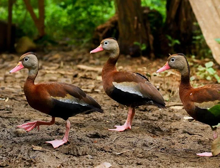 Three Black-bellied Whistling Ducks walking across the muddy ground in a wooded area.