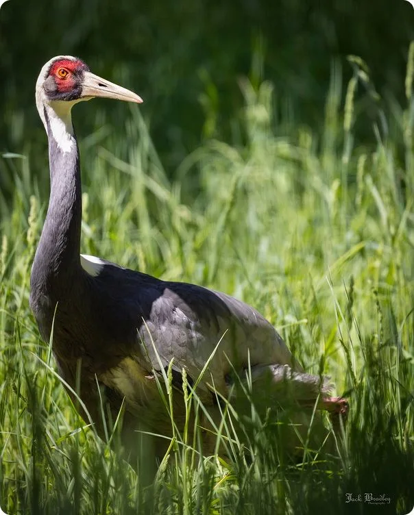 White-Naped Crane photo 1