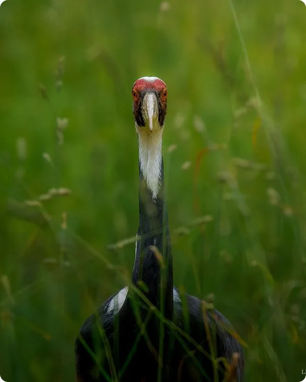 White-Naped Crane photo 2