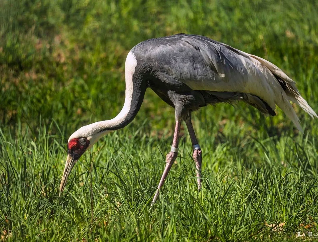 White-Naped Crane
