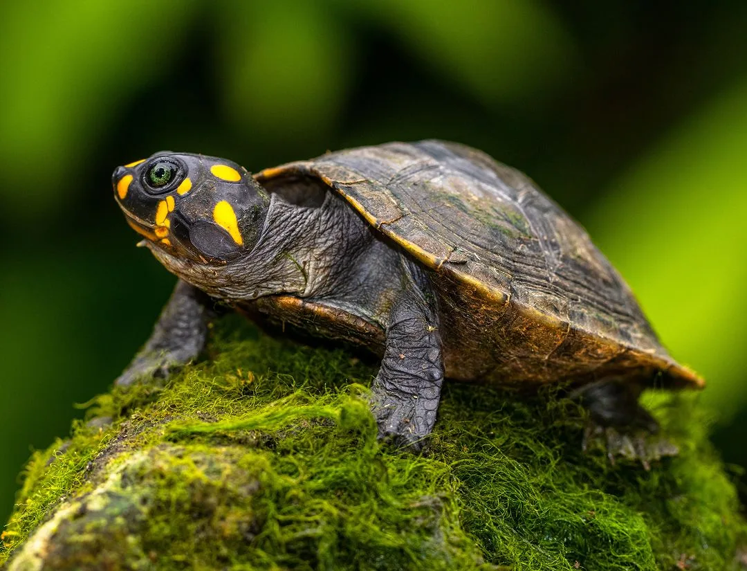 Yellow-Spotted Amazon River Turtle